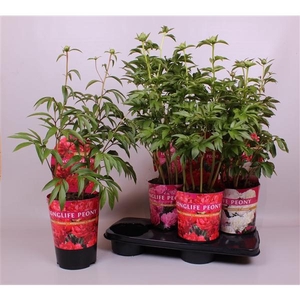 Paeonia gemengd