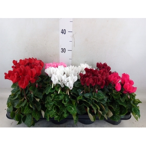 Cyclamen KL 'Carino'