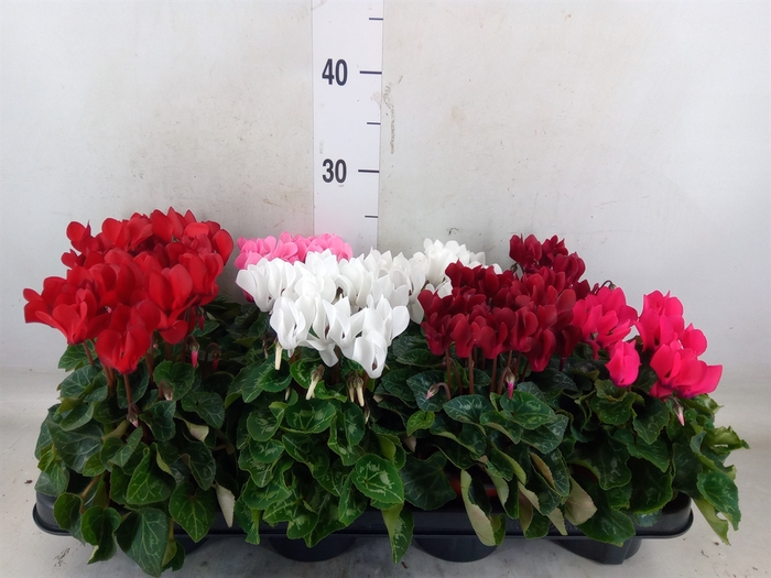 <h4>Cyclamen KL 'Carino'</h4>