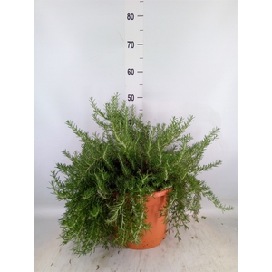 Rosmarinus officinalis 'Prostratus'