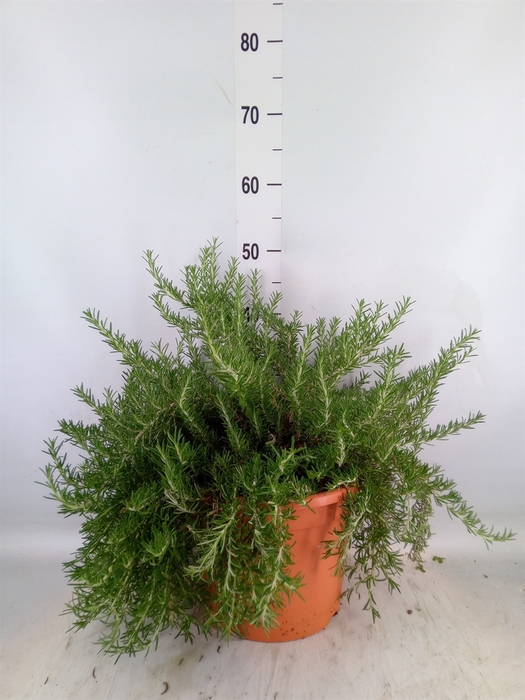 <h4>Rosmarinus officinalis 'Prostratus'</h4>