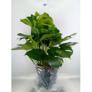 Monstera delic.