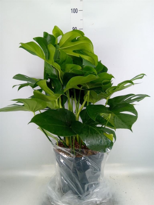 <h4>Monstera delic.</h4>