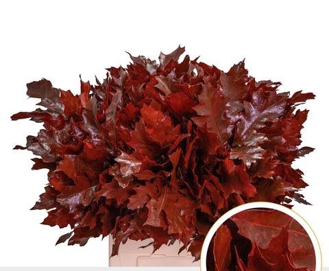 <h4>QUERC RUBRA 60CM RED</h4>