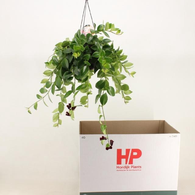 <h4>AESCHYN MONA LISA</h4>