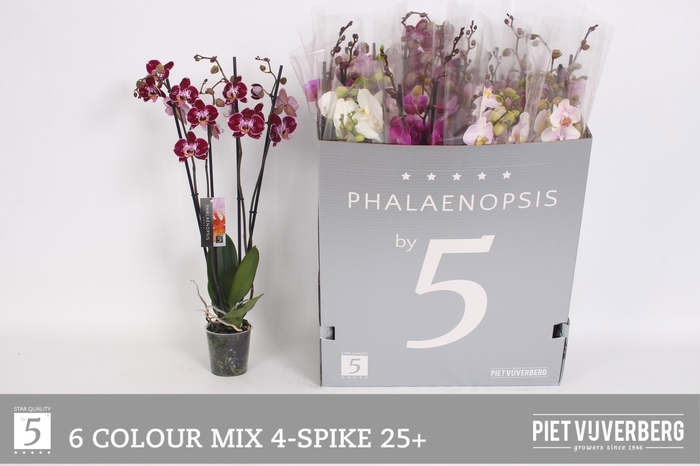 <h4>PHAL GEM 6 KL</h4>