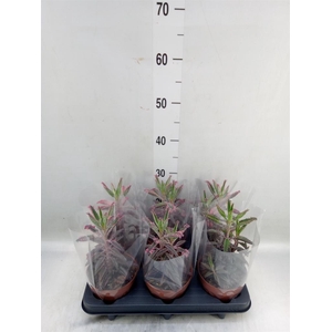 Kalanchoe NF daigremontiana