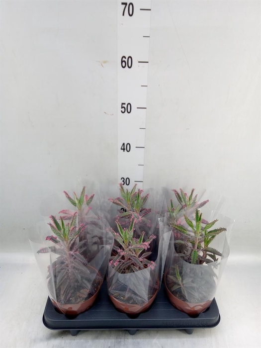 <h4>Kalanchoe NF daigremontiana</h4>
