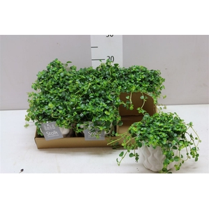 Pilea De Sao Paulo Wit Keramiek