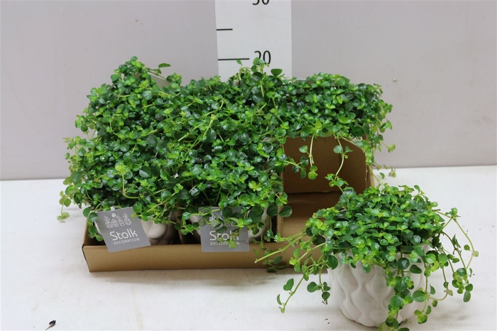 <h4>Pilea De Sao Paulo Wit Keramiek</h4>