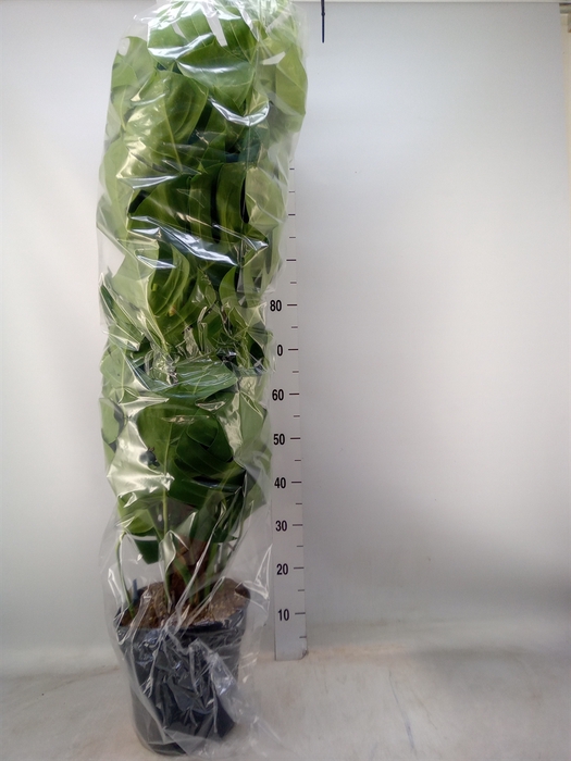 <h4>Monstera pertusum</h4>