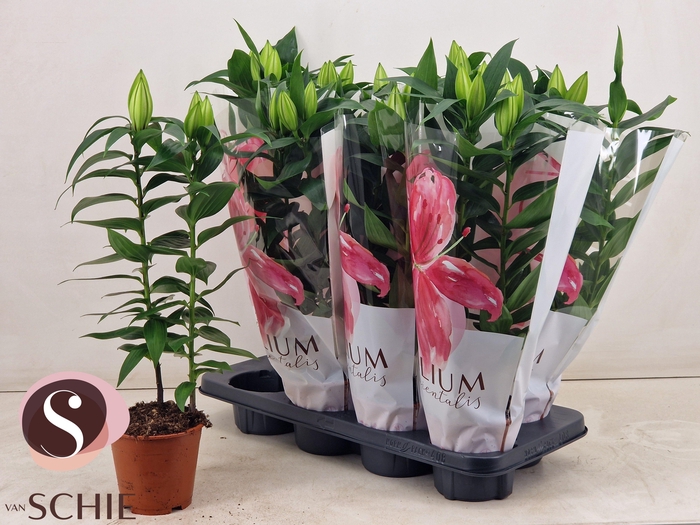 <h4>LIL OR OXYGEN</h4>