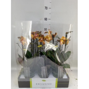 Phalaenopsis multi. 'Ant Las Vegas'