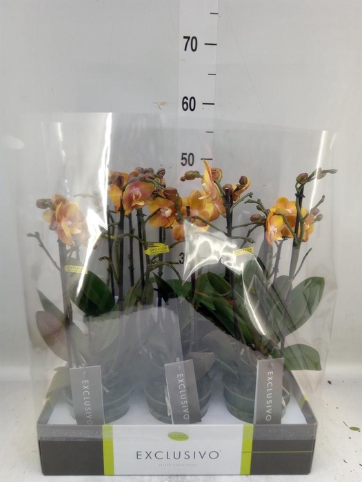 <h4>Phalaenopsis multi. 'Ant Las Vegas'</h4>