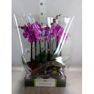 Phalaenopsis   ...lilac