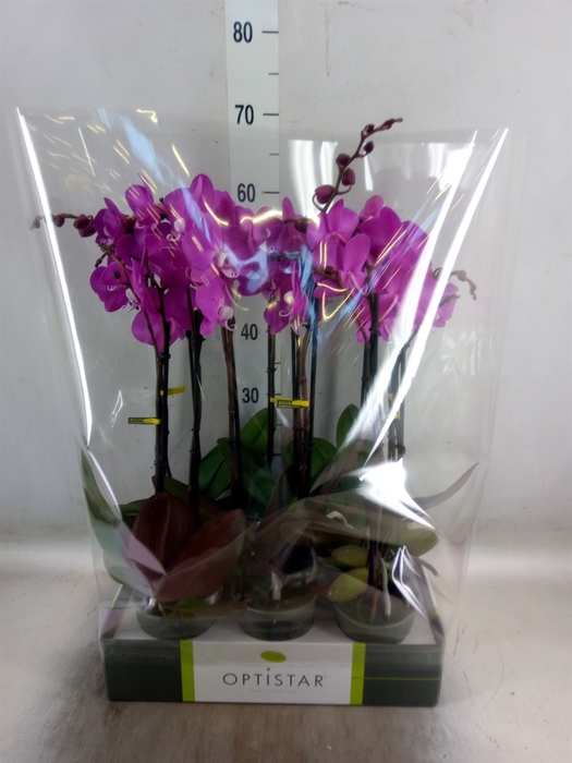 <h4>Phalaenopsis   ...lilac</h4>