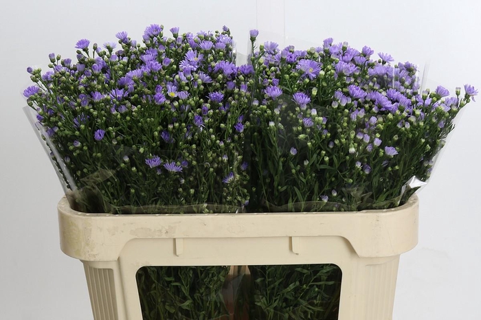 <h4>Aster Cassandra</h4>