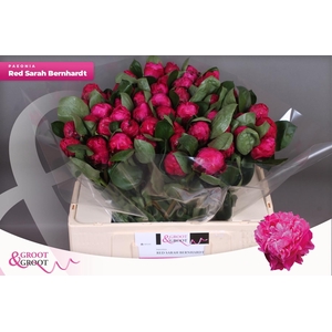 PAEO L RED SARAH BER