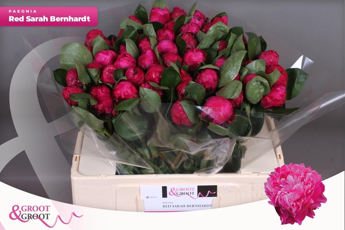 <h4>PAEO L RED SARAH BER</h4>