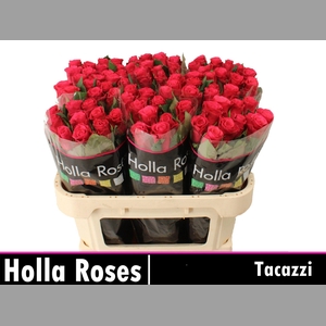 R GR TACAZZI+