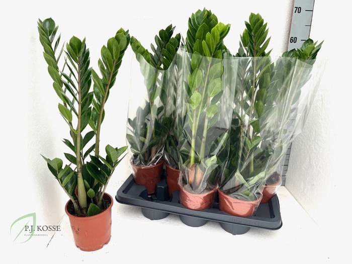 <h4>ZAMIO ZAMIIFOLIA</h4>