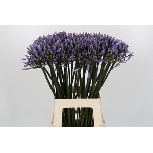 Agapanthus Happy Blue
