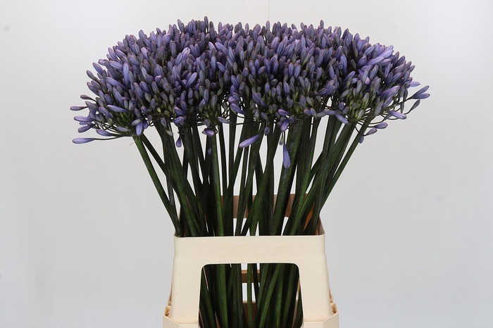 <h4>Agapanthus Happy Blue</h4>