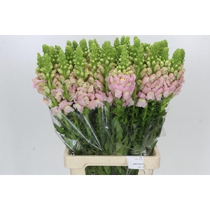 ANTIR POTO EARL PINK