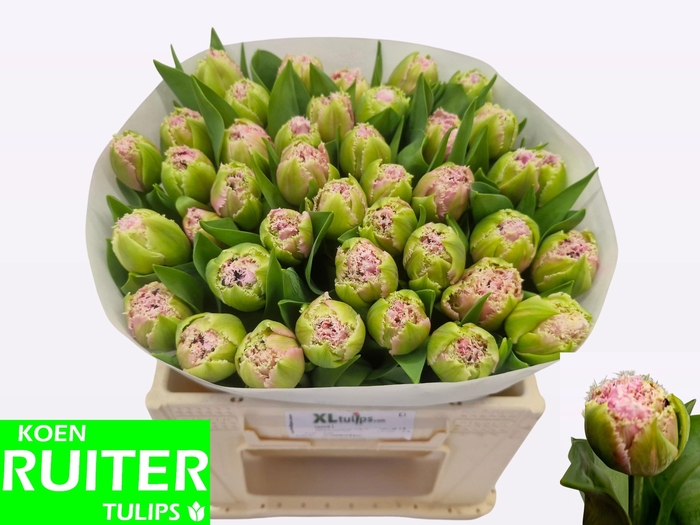 <h4>TU FR CAIRNS</h4>