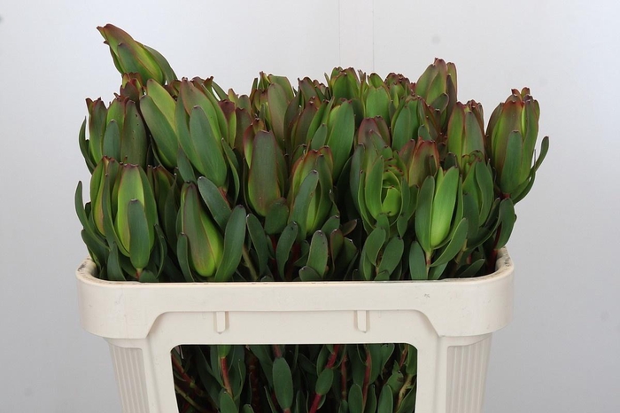 <h4>LEUCAD LAUREL YELLOW</h4>