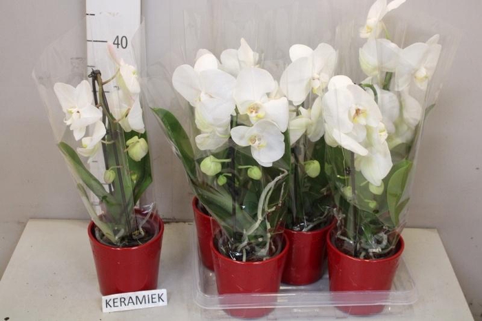 <h4>ARR PHAL 1 TAK</h4>