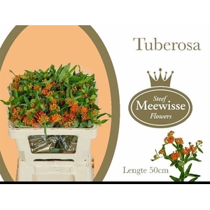 ASCL TUBEROSA