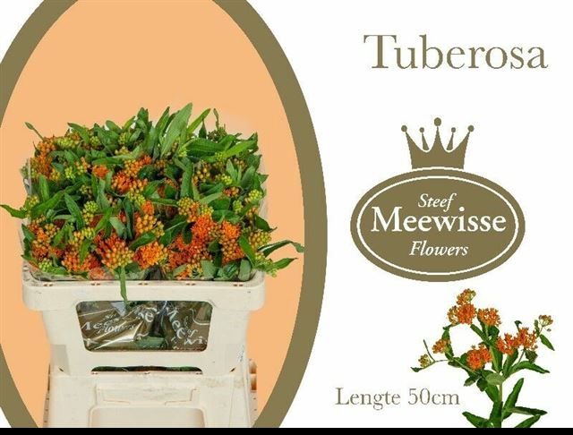 <h4>ASCL TUBEROSA</h4>