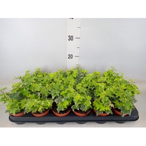 Hedera helix 'Eva'