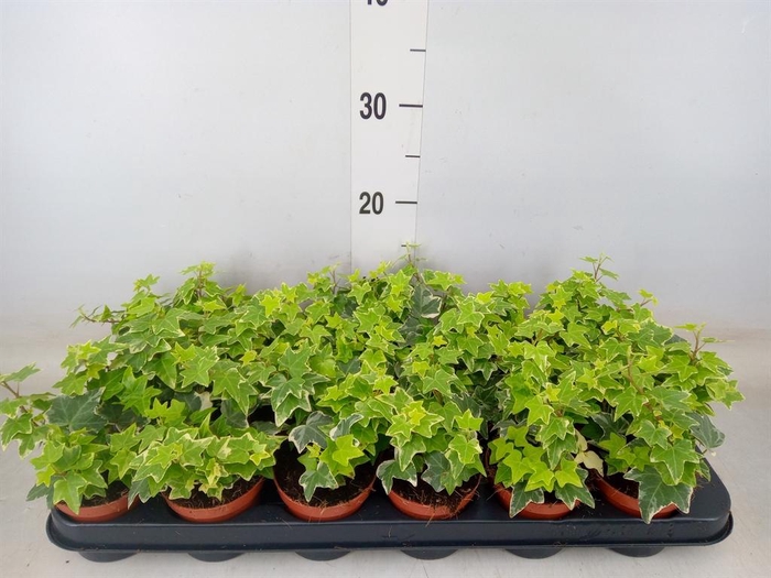 <h4>Hedera helix 'Eva'</h4>