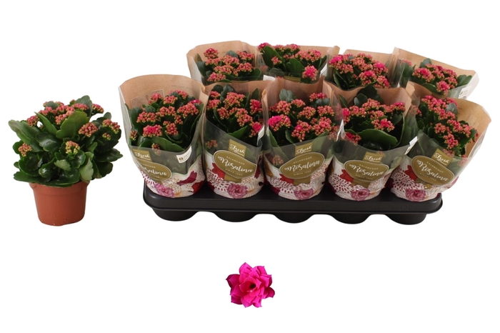 <h4>KAL GE DON VICTORIO</h4>