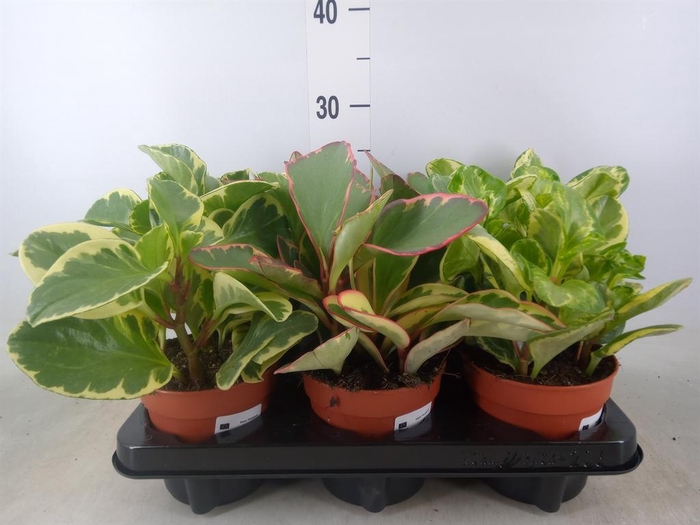 <h4>Peperomia ...mix</h4>