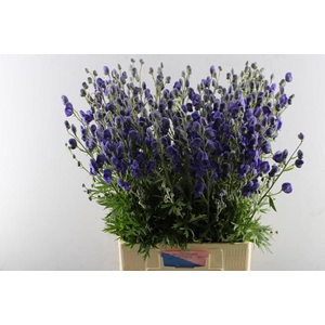 Aconitum Napellus Pyram L 80