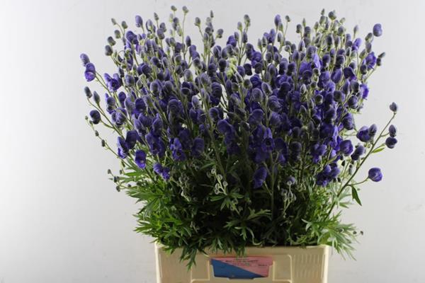 <h4>Aconitum Napellus Pyram L 80</h4>