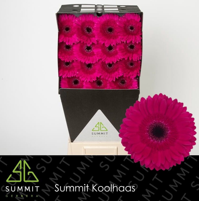 <h4>Gerbera Passoa Diamond</h4>