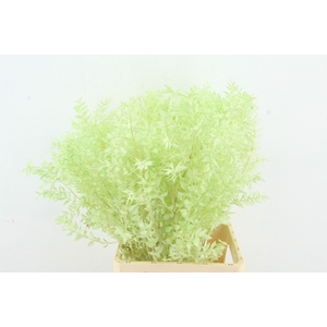 PF Ruscus 70cm Bs Mint Green