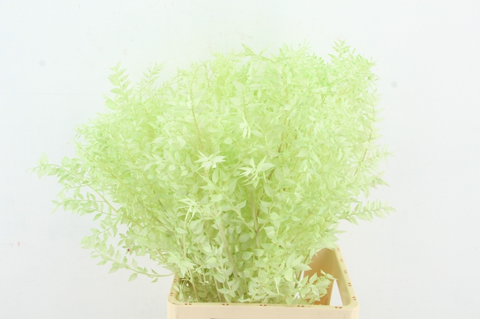 <h4>PF Ruscus 70cm Bs Mint Green</h4>