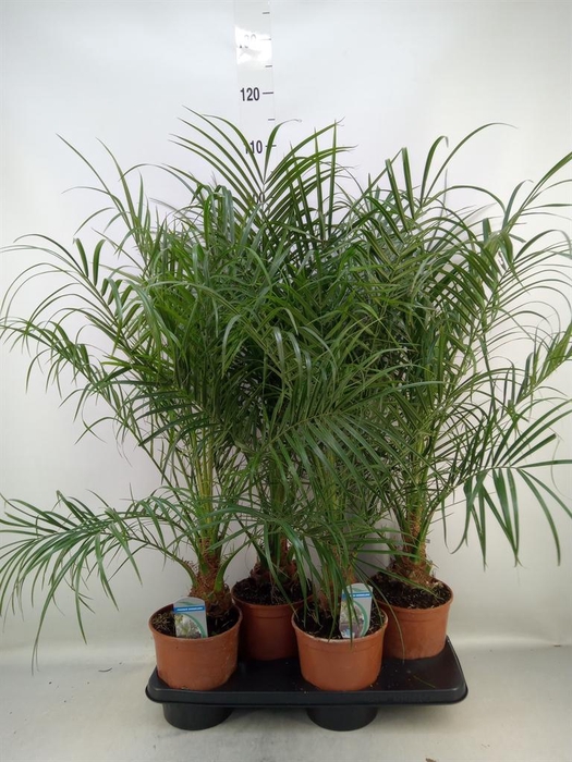 <h4>Phoenix roebelenii</h4>