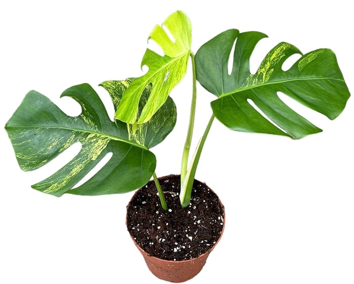 <h4>Monstera Deliciosa Aurea</h4>