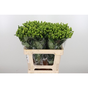 Hyp Globo Applegreen
