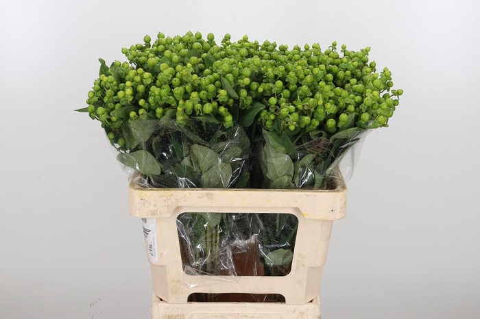 <h4>Hyp Globo Applegreen</h4>