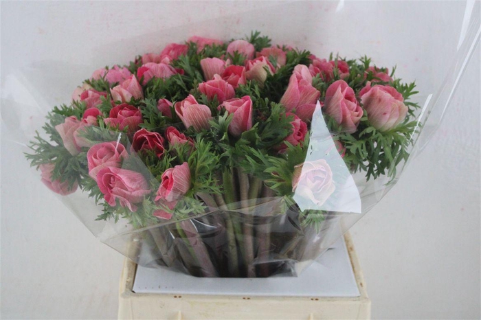 <h4>Anem Mistral Super Shoking Pink</h4>