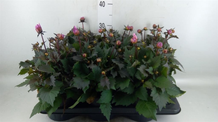 <h4>Dahlia  'Dahlinova Tempt Pink Bico'</h4>