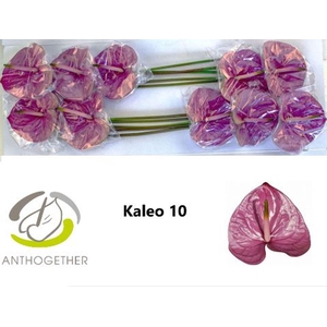 Anth. andr. 'Kaleo' x10