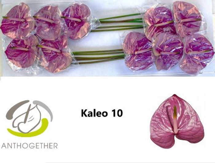 <h4>Anth. andr. 'Kaleo' x10</h4>